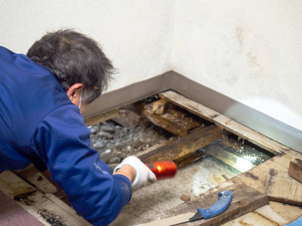 Best Bathroom Mold Remediation in Savage, MN