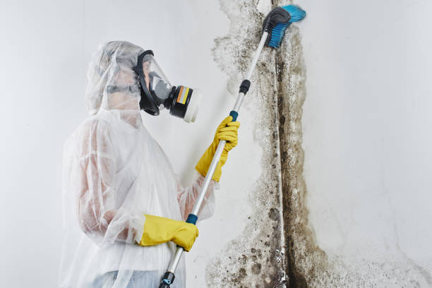 Best Emergency Mold Remediation in Savage, MN