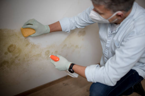 Best White Mold Remediation in Savage, MN