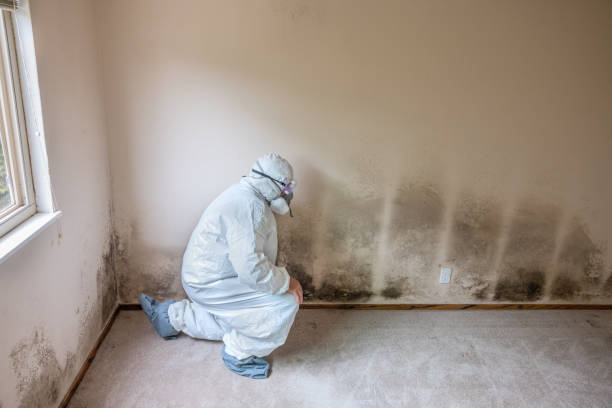 Best Basement Mold Remediation in Savage, MN