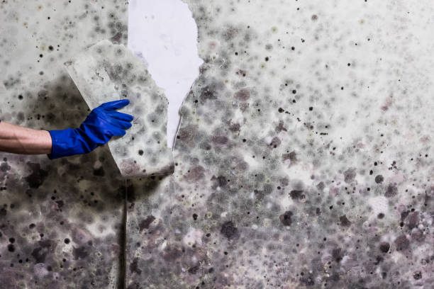 Best Post-Flood Mold Remediation in Savage, MN
