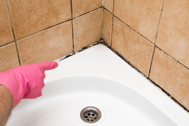 Best Kitchen Mold Remediation in Savage, MN